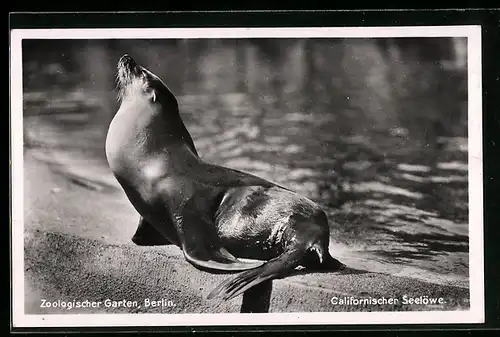 AK Berlin, Californischer Seelöwe im Zoo