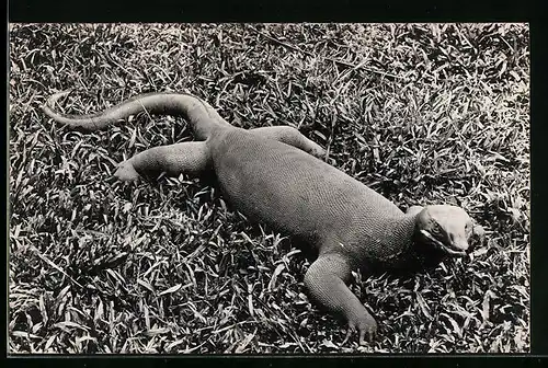 AK Grosse Echse mit angehobenem Kopf