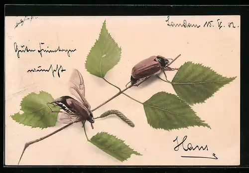 AK Maikäfer in Lebensgrösse auf einem Birkenzweig