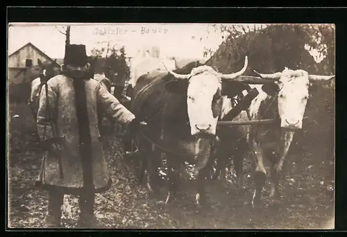 Foto-AK Galizischer Bauer mit Ochsen-Gespann