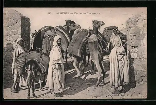 AK Algerische Kameltreiber mit Kamelen