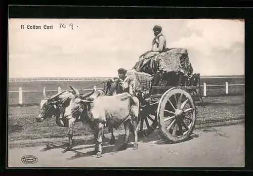 AK A Cotton Cart, Rinder-Gespann