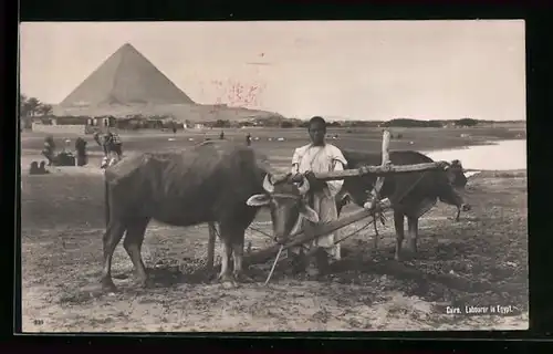 AK Kairo, Feldarbeiter mit Kuh-Gespann