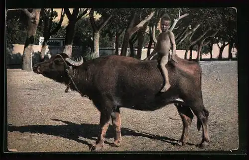 AK Jeune fellah sur un buffle, Kind auf einem Rind