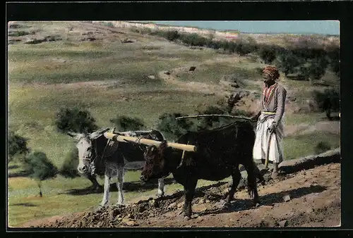 AK Pflügen mit Esel und Kuh in einem Gespann