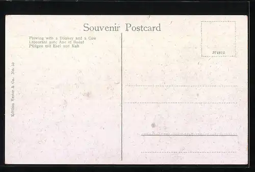 AK Pflügen mit Esel und Kuh in einem Gespann