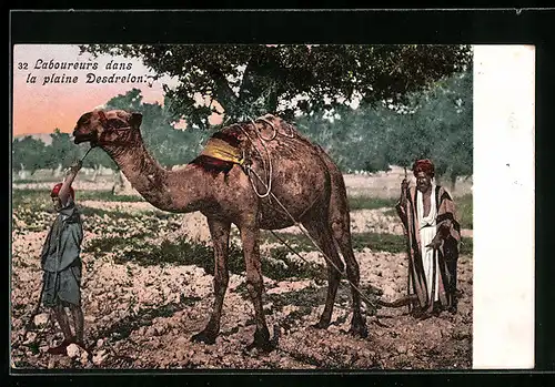 AK Kamel mit Führern bei der Feldarbeit