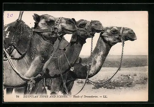 AK Egypt, Heads of Dromedaries