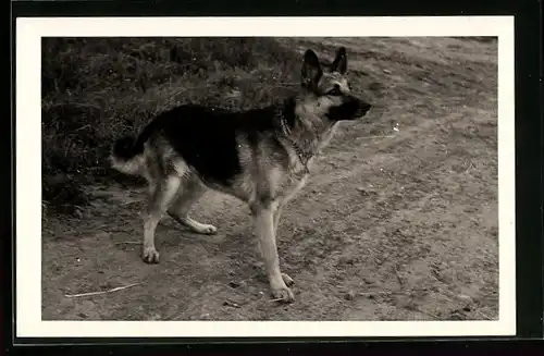 Foto-AK Schäferhund auf einem Feldweg
