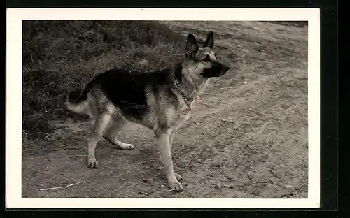 Foto-AK Aufmerksamer Schäferhund auf einem Feldweg