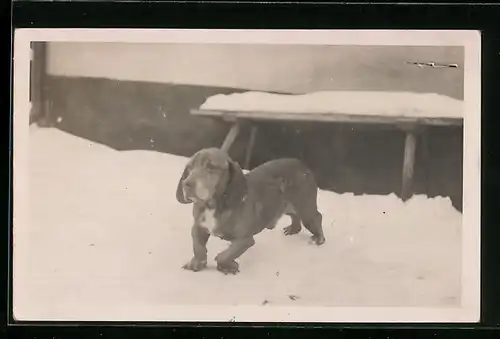 Foto-AK Junger Hund im Schnee