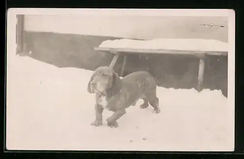 Foto-AK Hundewelpe im Schnee