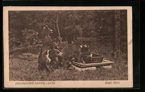 AK Leipzig, Junge Bären mit Wärter im Zoo