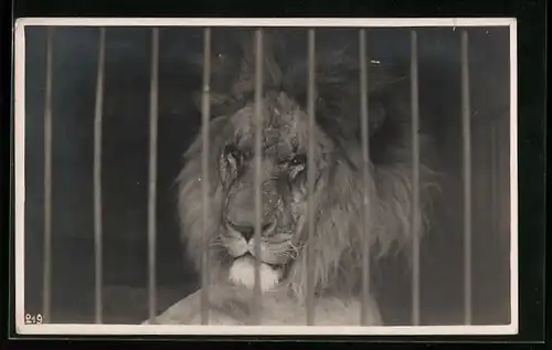 Foto-AK Männlicher Löwe hinter Gittern