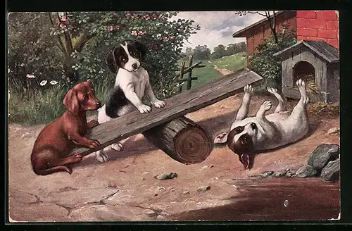 AK Junge Hunde spielen auf einer Wippe