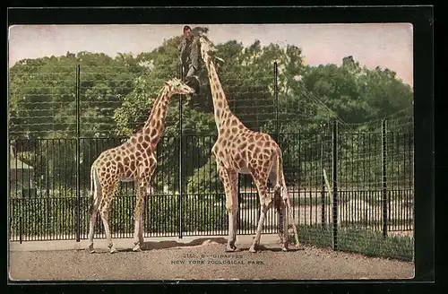 AK New York, Giraffen mit Wärter auf dem Zaun im Zoo