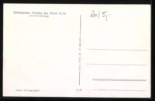 AK Halle, Löwe und drei Löwinnen im Zoo