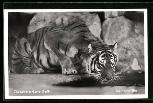 AK Berlin, Sibirischer Tiger an einem Wasserloch im Zoo