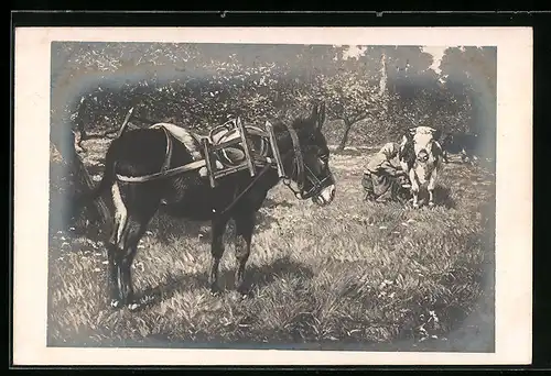 Foto-AK Packesel und Melkerin auf einer Weide