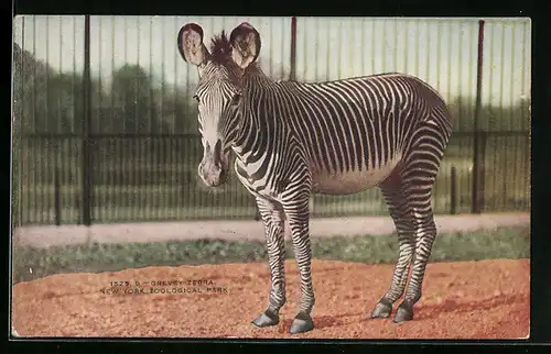 AK New York, Zebra in Freigehege im Zoo