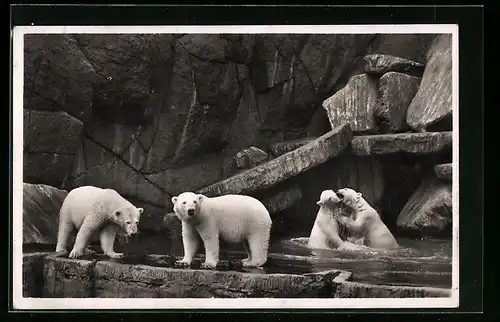 AK Hamburg-Stellingen, Eisbären in einem Bassin im Tierpark