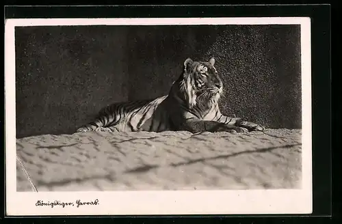 AK Halle, Königstiger Harras im Zoo