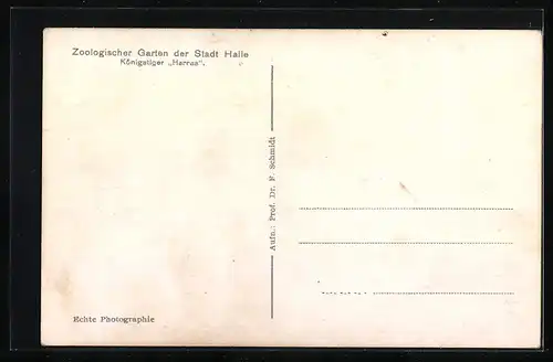 AK Halle, Königstiger Harras im Zoo