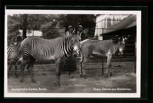 AK Berlin, Abessinische Grevy-Zebras im Zoo