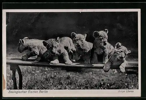 AK Berlin, Junge Löwen im Zoo in der Sonne