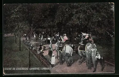 AK London, Zoological Gardens, Visitors riding elephants, Elefant