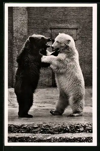 AK München, Eis- und Braunbären im Tierpark