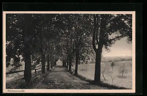 AK Siessen b. Saulgau, Kloster, Blick auf die Kastanienallee