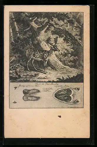 AK Hirsch und Spur des Hirschen