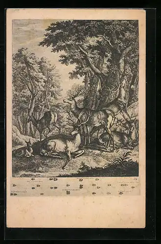 AK Hirsche im Wald auf einer Lichtung
