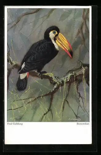 AK Riesentukan auf einem Baum