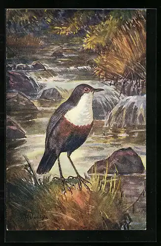 Künstler-AK Skorec obecný stredoevropský, Wasseramsel