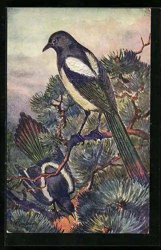 Künstler-AK Straka obechná evropská, Elstern in einem Baum sitzend