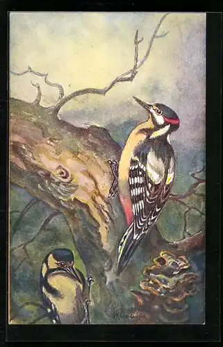 Künstler-AK Strakapúd velký stredoevropský, zwei Spechte klopfen an einen Baumstamm