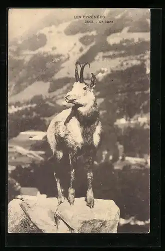 AK Ziege auf einem Felsvorsprung in den Pyrenäen