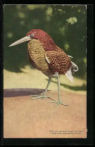 AK Amazon Tiger Bittern at New York Zoological Park
