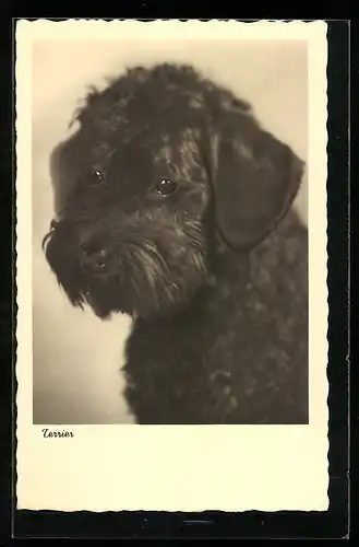 AK Terrier mit schwarzem Fell
