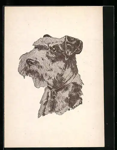 AK Portrait eines Schnauzers mit Halsband