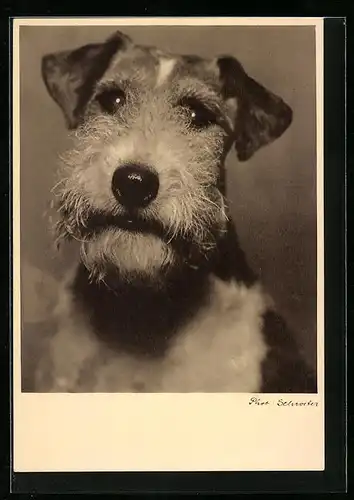 AK Portrait eines jungen Terriers