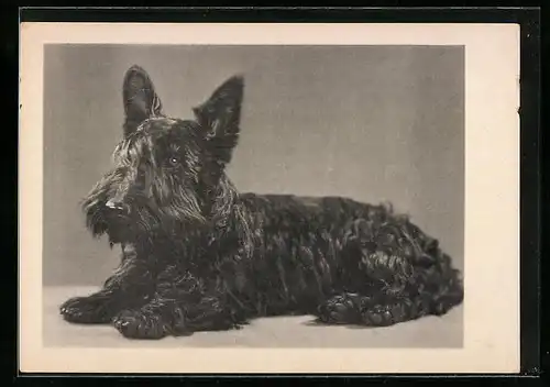 AK Liegender junger Terrier, Portrait