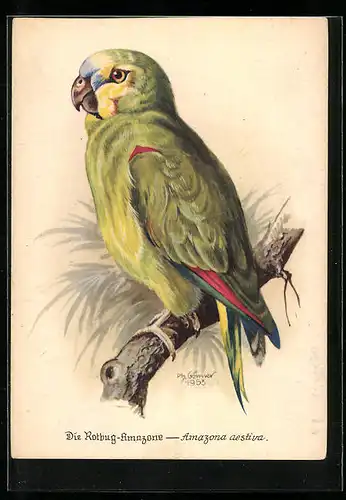 AK Rotburg-Amazone auf einem Ast