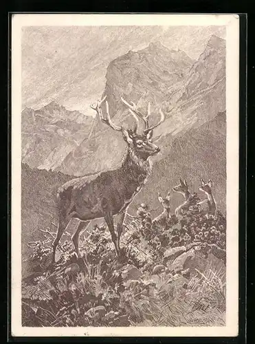 AK Hirsch und Hirschkühe vor Gebirgskulisse