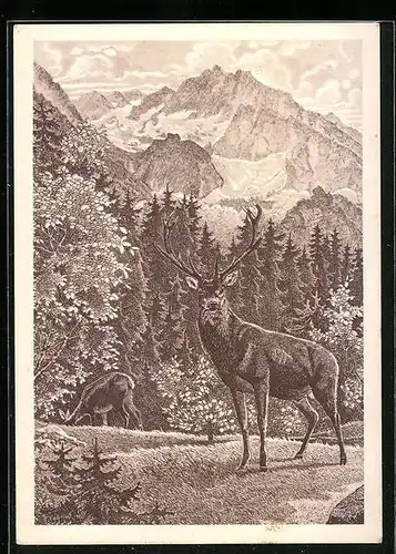 AK Hirsch und Hirschkuh auf einer Waldlichtung im Gebirge