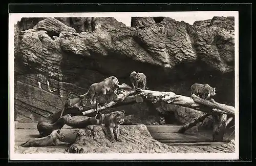 AK Hamburg-Stellingen, Löwengruppe in Hagenbecks Tierpark