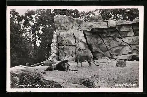 AK Berlin, Zoologischer Garten, Löwenfreianlage