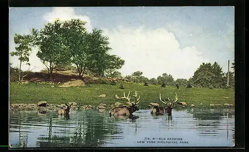 AK New York, Zoological Park, Elk Bathing, Elche im Wasser